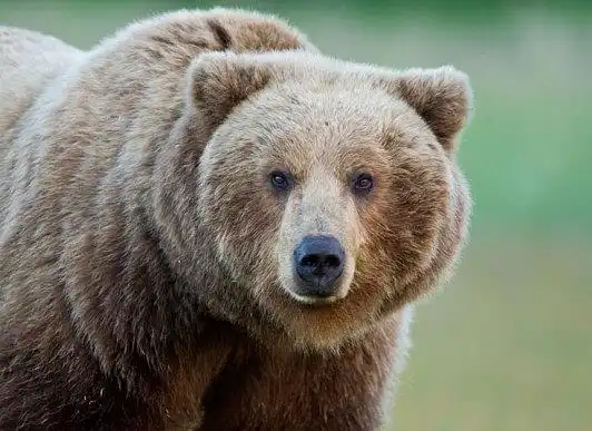 Центр ведмедів