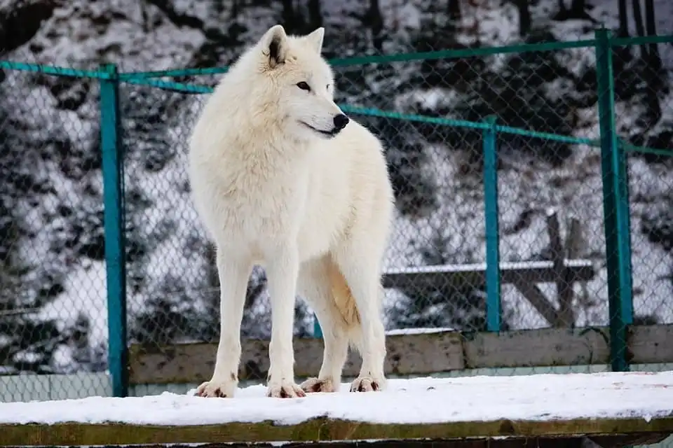 Долина вовків