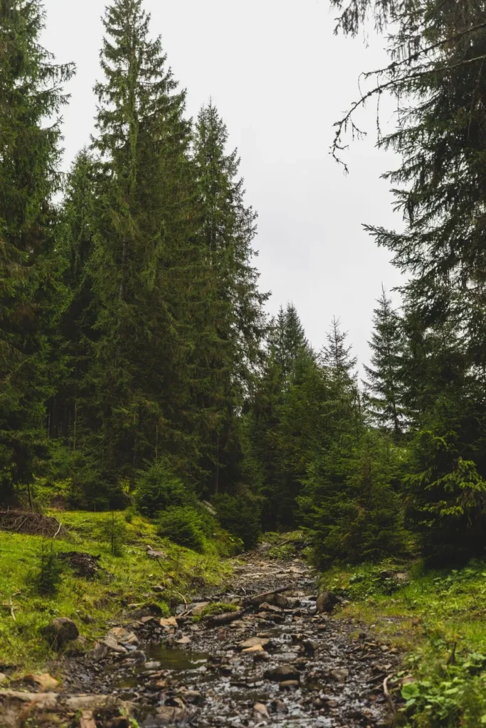 Як доїхати у Spadok Forest Villas